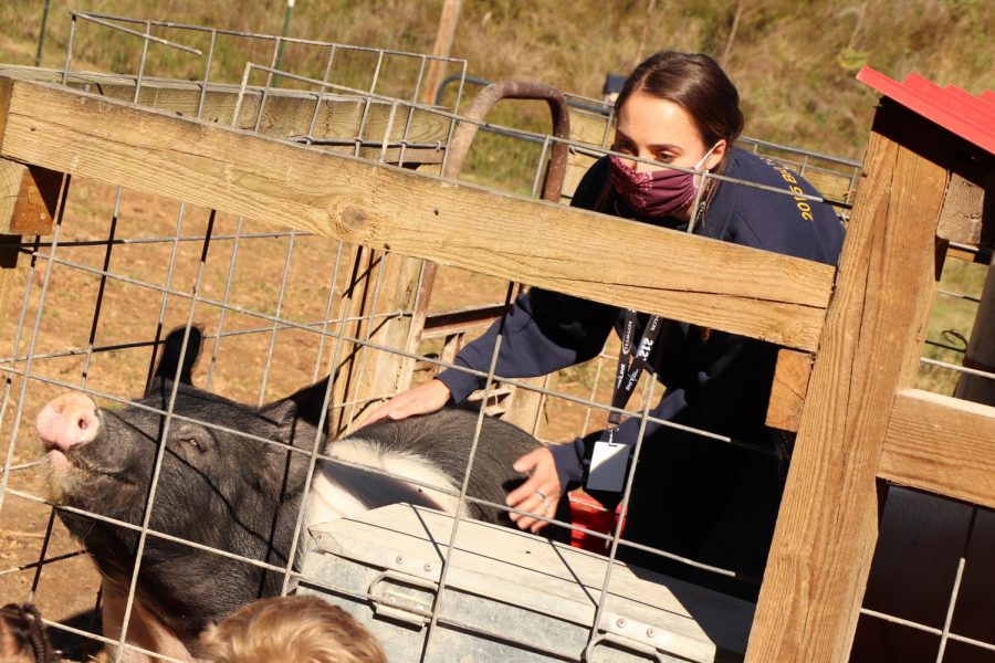 Ag+teacher+Kristin+Watkins++provides+opportunities+for+students+to+learn+and+experience+the+world+of+agriculture+by+raising+market+pigs+at+school.