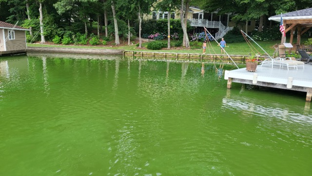 Courtesy of Lake Anna Civic Association. Green colored water due to cyanobacteria in mid Pamunkey Creek, taken from a homeowners dock. 