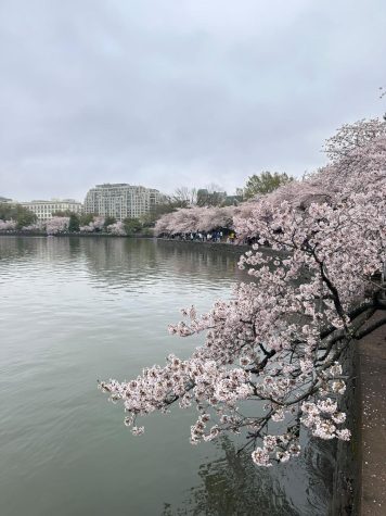 Photo taken in Washington DC during the Cherry Blossom Festival. Photo by Madison Chandler. 