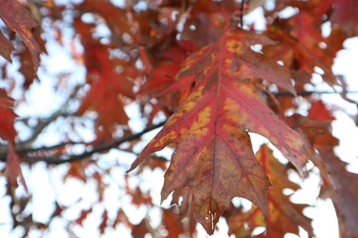 This leaf is a mix of brown, red, and yellow, as the temperatures continue to drop. 