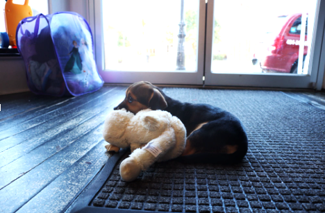 Flower shop consignment,  “store mascot”, Keria,  catching the eyes of incoming customers.