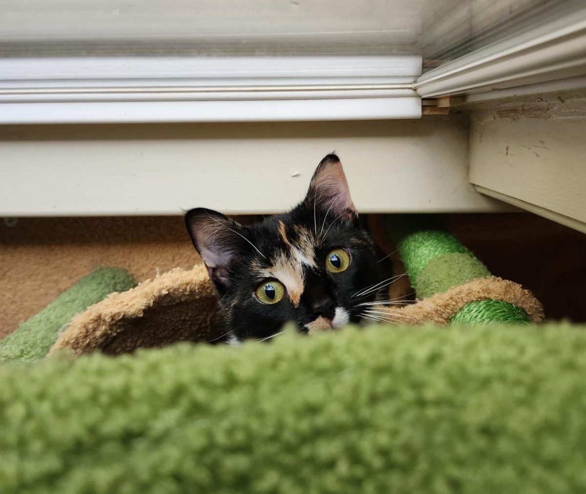 My cat as she plays hide and seek while snuggled up in her cat tree.