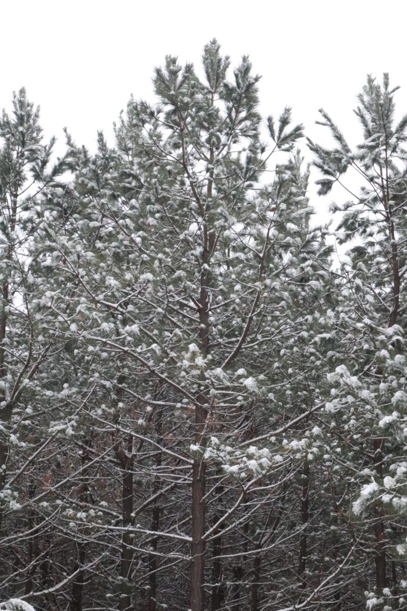 Winter Wonderland