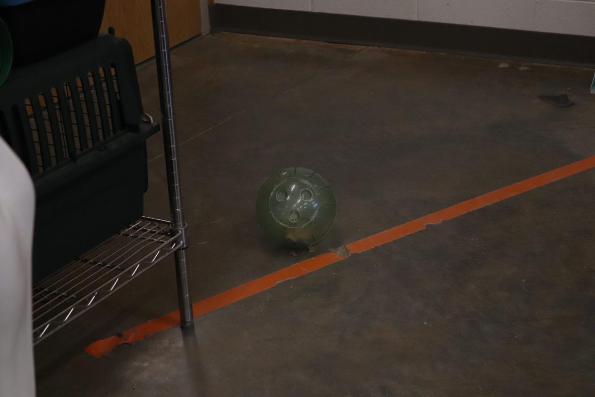 Peanut is rolls around his big area.