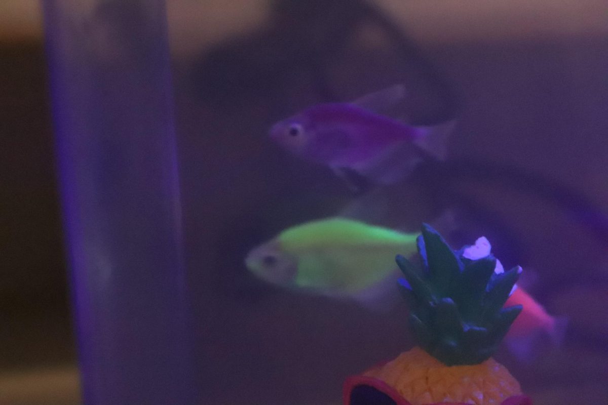 Nemo and Squirt explore their pineapple house with Dory.