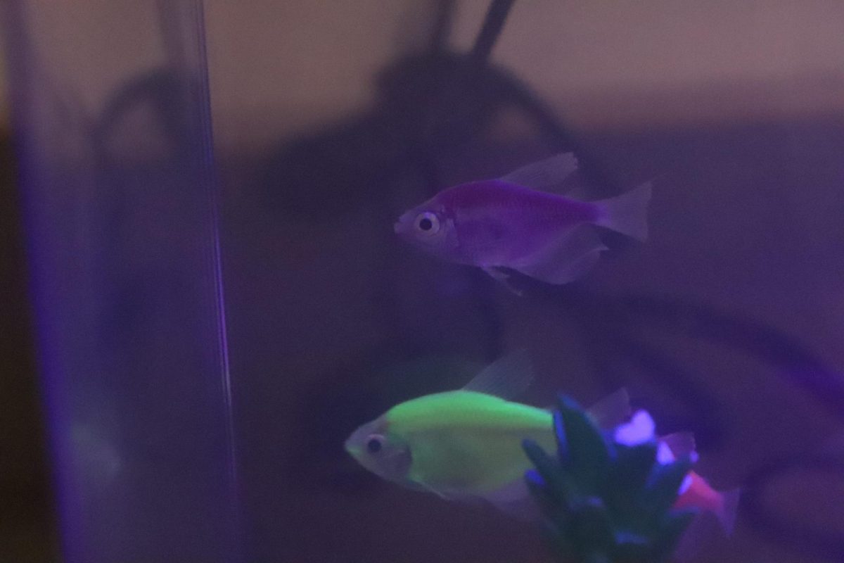 Nemo and Squirt explore their tank.