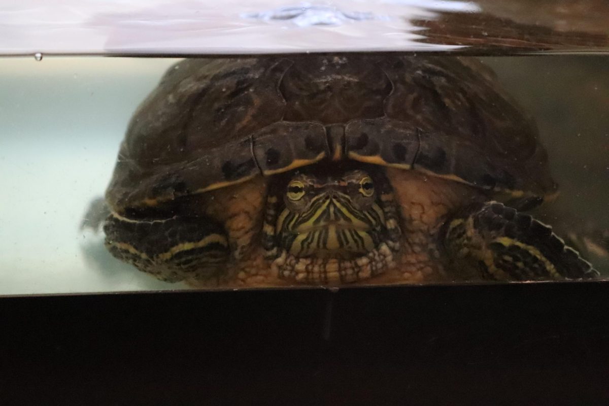 Donatello zones out while retreating into his shell.