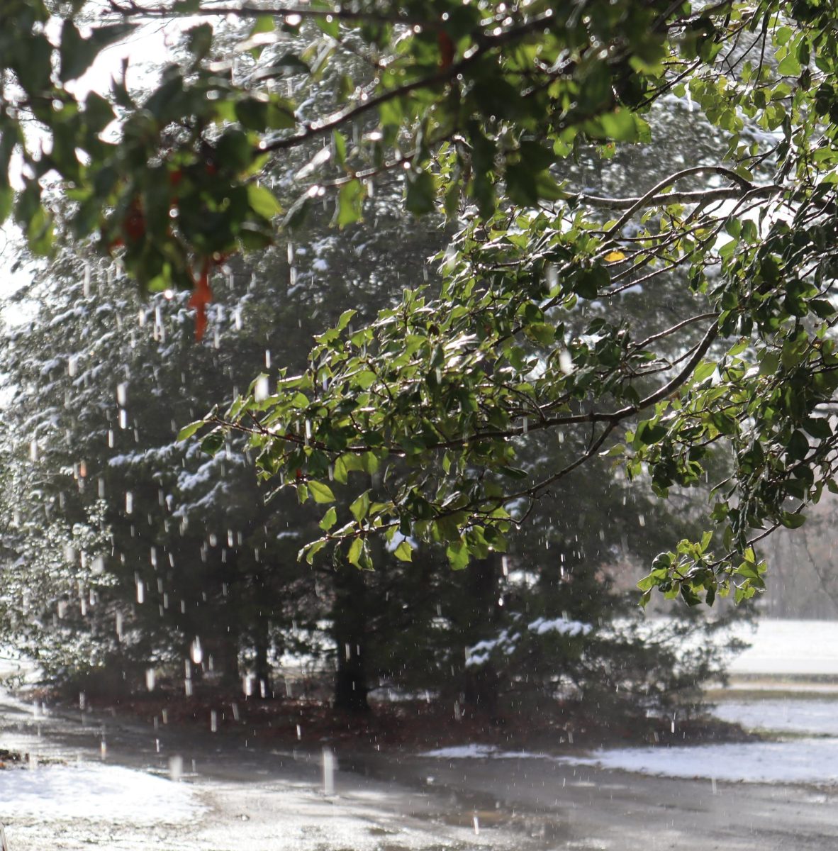 Snowfall melts off of trees almost as quickly as it fell. 
